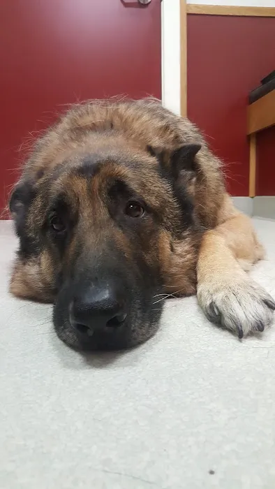 Parker Veterinary Hospital PA 12