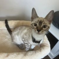 Halo Bengals ico