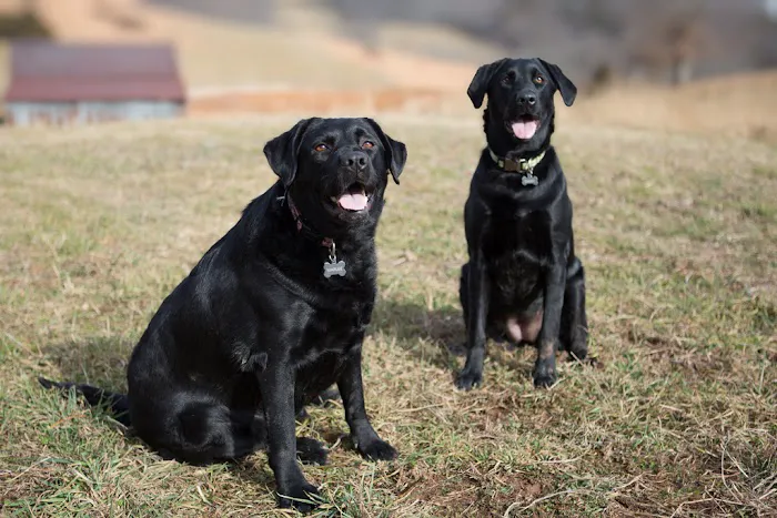 Clear Creek Animal Hospital 2