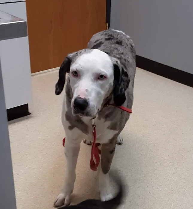 Veterinary Care Center of Richmond 6