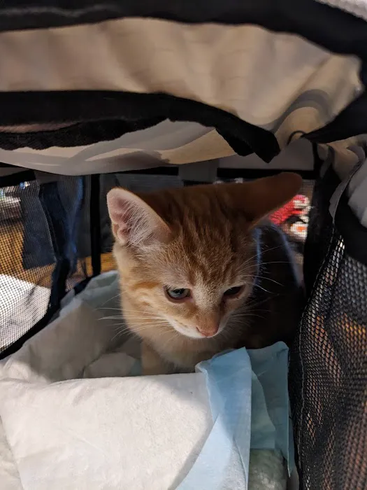 Companion Animal Care Clinic 8