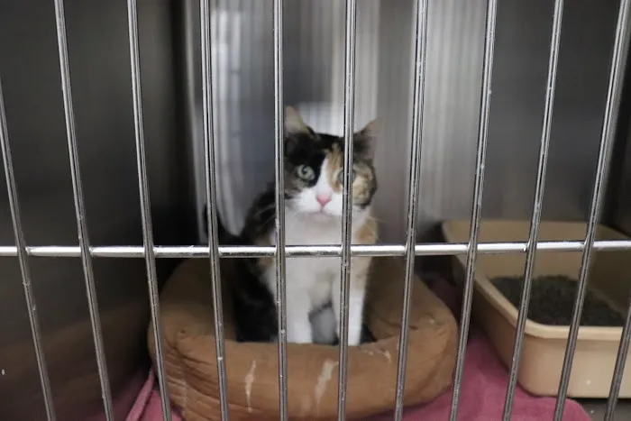 Companion Animal Care Clinic 5