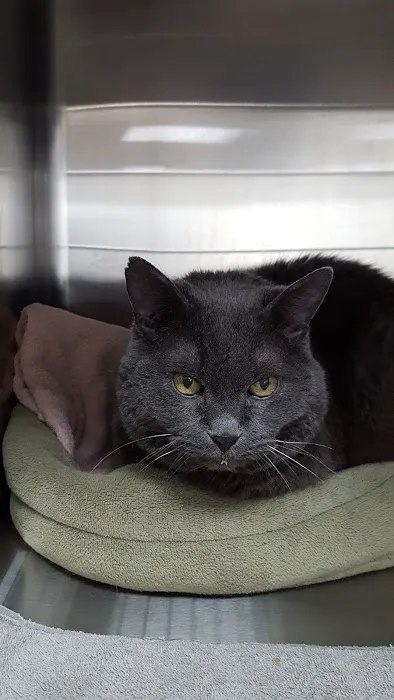 Companion Animal Care Clinic 3
