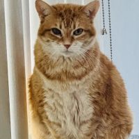Family Paws Veterinary ico