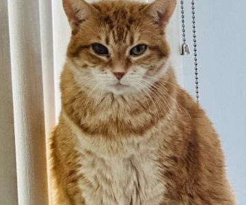 Family Paws Veterinary
