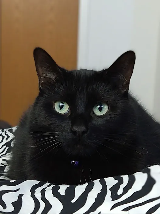 Family Paws Veterinary 4