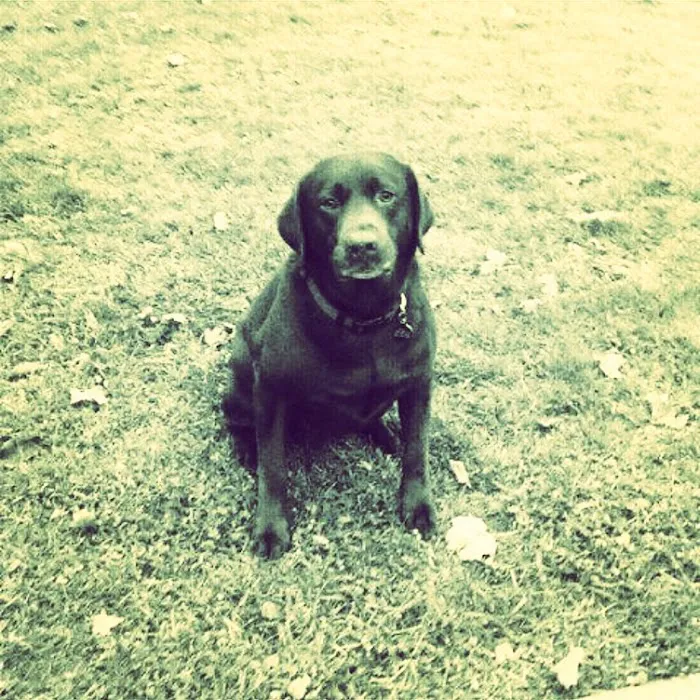 Cameron Medical Center for Animals 8