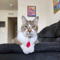 Shelby Veterinary Hospital ico