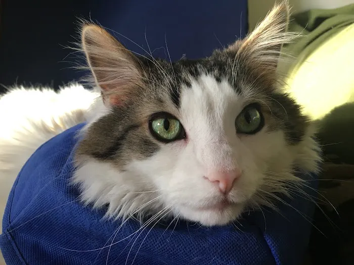 Shelby Veterinary Hospital 9
