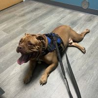 APAWS Veterinary Hospital ico