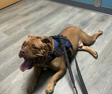 APAWS Veterinary Hospital