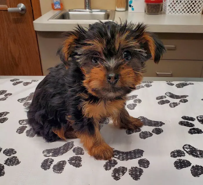 Harper Woods Veterinary Hospital 10