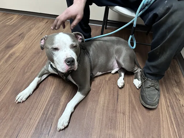 Harper Woods Veterinary Hospital 1