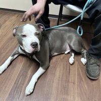 Harper Woods Veterinary Hospital ico