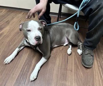 Harper Woods Veterinary Hospital