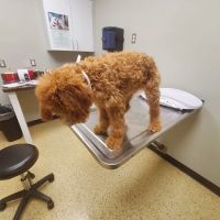 Krause Veterinary Clinic ico