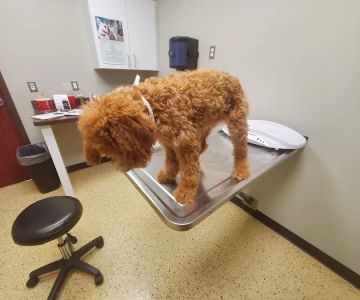 Krause Veterinary Clinic