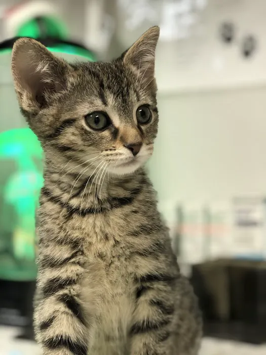 Long Lake Animal Hospital & Lakeside Pet Resort 1