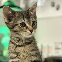 Long Lake Animal Hospital & Lakeside Pet Resort ico