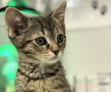 Long Lake Animal Hospital & Lakeside Pet Resort