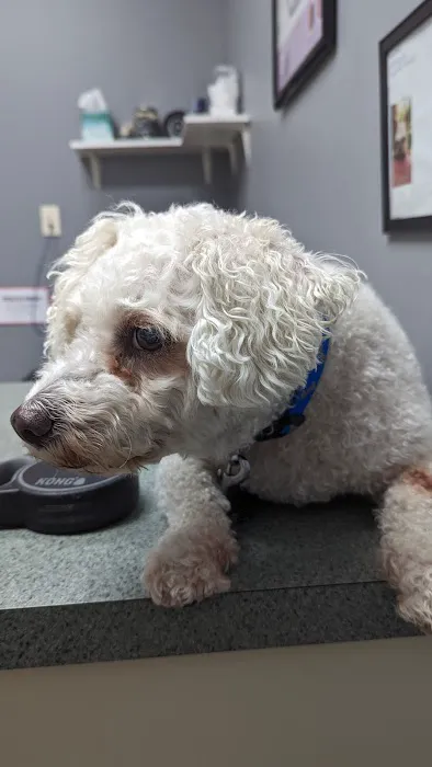 Metropolitan Veterinary Center 2