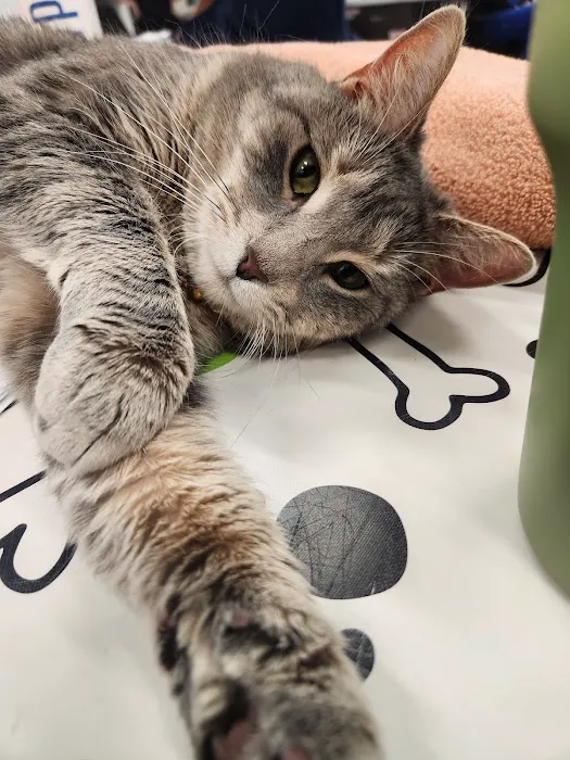 Metropolitan Veterinary Center 4
