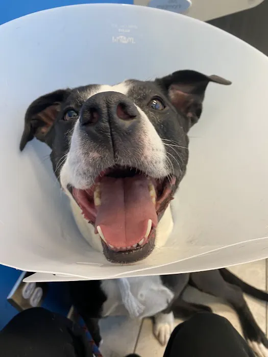 Metropolitan Veterinary Center 1