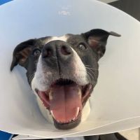 Metropolitan Veterinary Center ico