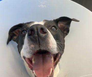 Metropolitan Veterinary Center
