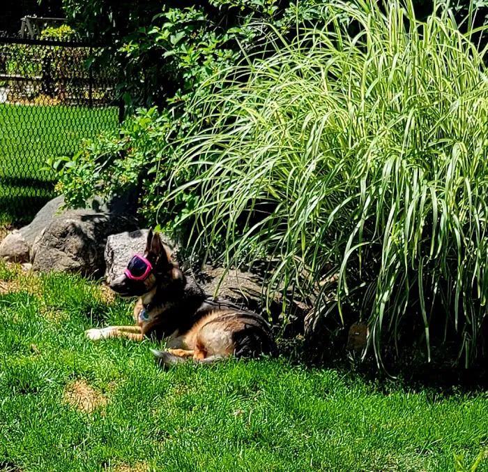 Veterinary Vision of Rochester 10