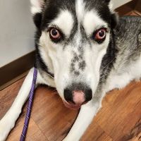 Veterinary Vision of Rochester ico
