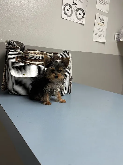 ALFA CARE ANIMAL HOSPITAL 8