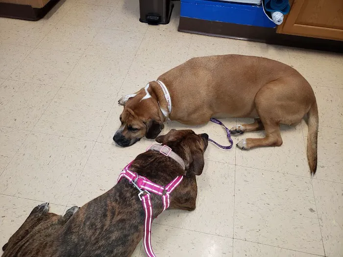 Family Animal Hospital 12