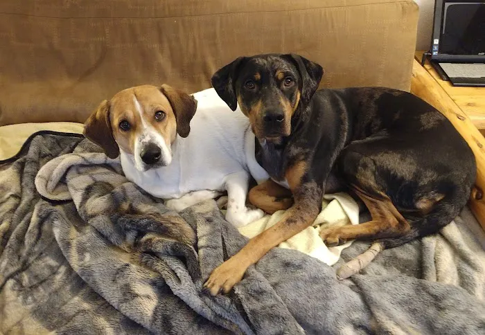 Family Animal Hospital 12