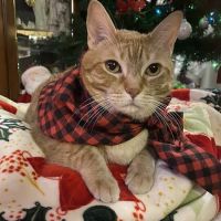 Tender Care Animal Hospital ico