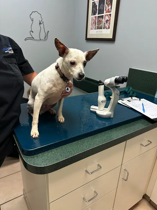 Animal Eye Associates of St. Louis- Ellisville 12