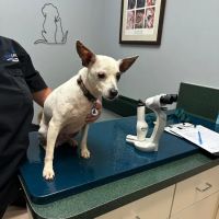 Animal Eye Associates of St. Louis- Ellisville ico