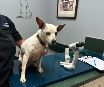 Animal Eye Associates of St. Louis- Ellisville