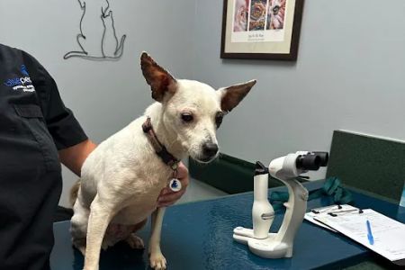 Animal Eye Associates of St. Louis- Ellisville