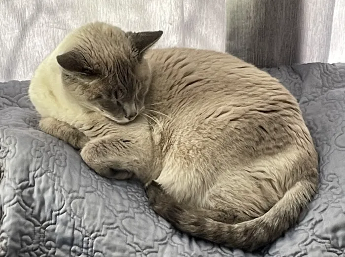 Angel Paws Veterinary Services 12