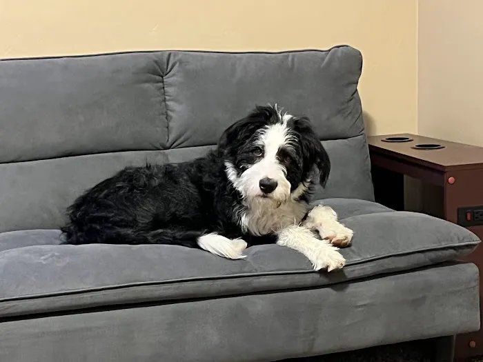 Angel Paws Veterinary Services 12