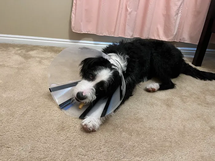 Angel Paws Veterinary Services 12