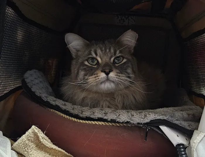 Angel Paws Veterinary Services 12