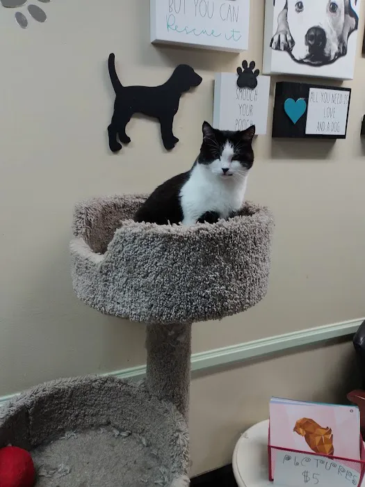 Angel Paws Veterinary Services 12