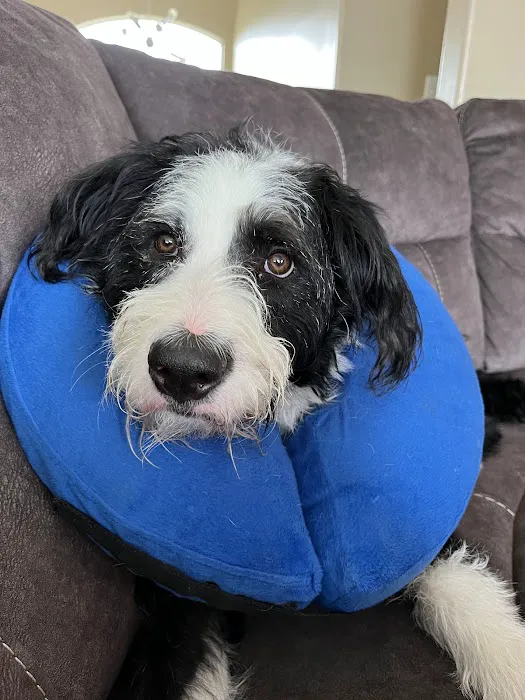 Angel Paws Veterinary Services 12