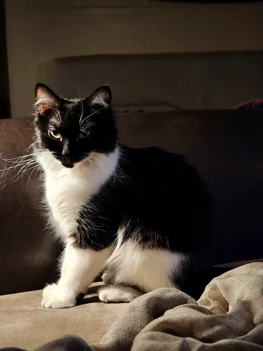 Spay & Neuter-Salt Lake City 10