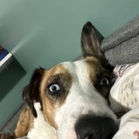 Spay & Neuter-Salt Lake City ico