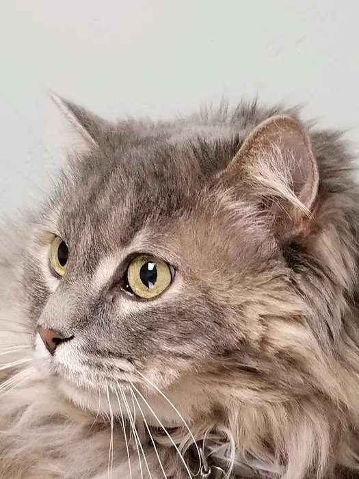 Neighborhood Veterinary Care 9