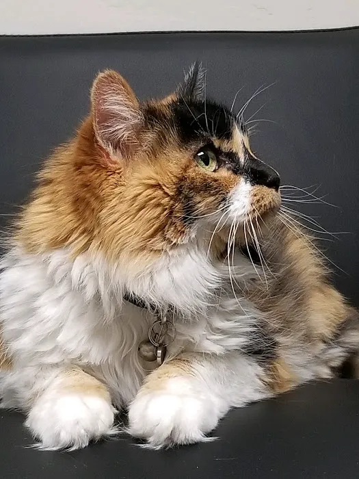 Neighborhood Veterinary Care 7