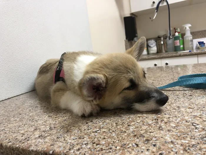 Midvalley Animal Clinic 1